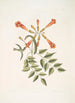 Mellivora c Le colibri Bignonia c La fleur trompette - Mark Catesby | Reproduction — weergave van het kunstwerk
