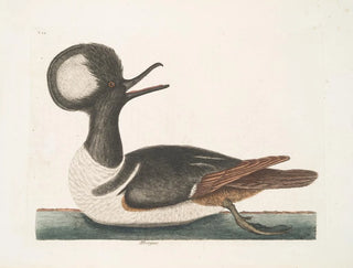 Mergule - Mark Catesby — weergave van het kunstwerk