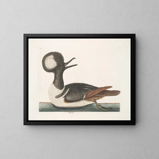 Mergule - Mark Catesby — ingelijst kunstwerk aan de muur