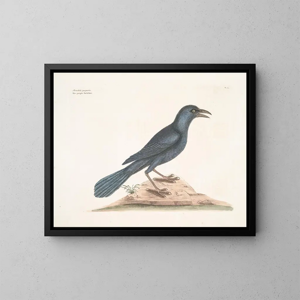 De paarse raaf - Mark Catesby — ingelijst kunstwerk aan de muur