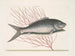 Mormijrus en de beenschubvis - Mark Catesby — weergave van het kunstwerk