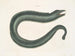 Murna maculata Le Muray - Mark Catesby — weergave van het kunstwerk