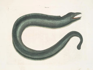 Murna maculata Le Muray - Mark Catesby — weergave van het kunstwerk