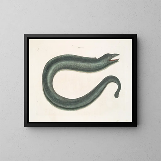 Murna maculata Le Muray - Mark Catesby — ingelijst kunstwerk aan de muur