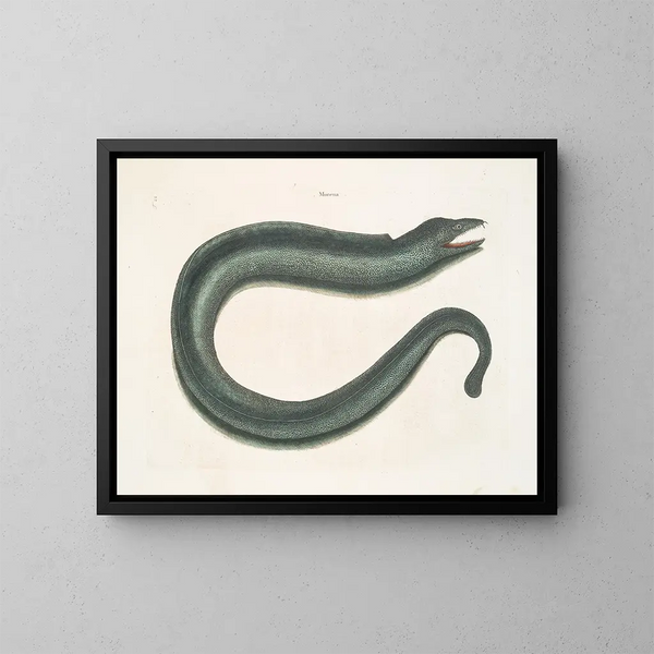 Murna maculata Le Muray - Mark Catesby — ingelijst kunstwerk aan de muur