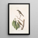 Muscicapa fusca Le petit gobe-mouche brun Muscicapa oculis rubris Le gobe-mouche aux yeux rouges Arbor Lauri fol c - Mark Catesby — ingelijst kunstwerk aan de muur