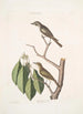 Muscicapa fusca Le petit gobe-mouche brun Muscicapa oculis rubris Le gobe-mouche aux yeux rouges Arbor Lauri fol c - Mark Catesby — weergave van het kunstwerk