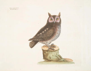 La petite hulotte - Mark Catesby — weergave van het kunstwerk