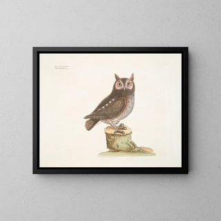 La petite hulotte - Mark Catesby — ingelijst kunstwerk aan de muur