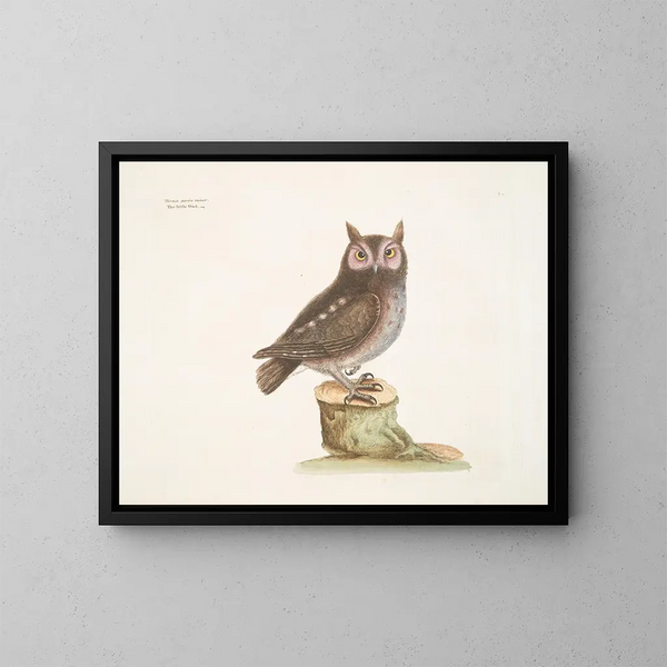 La petite hulotte - Mark Catesby — ingelijst kunstwerk aan de muur