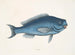 La Poisson bleu - Mark Catesby — weergave van het kunstwerk