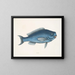 La Poisson bleu - Mark Catesby — ingelijst kunstwerk aan de muur