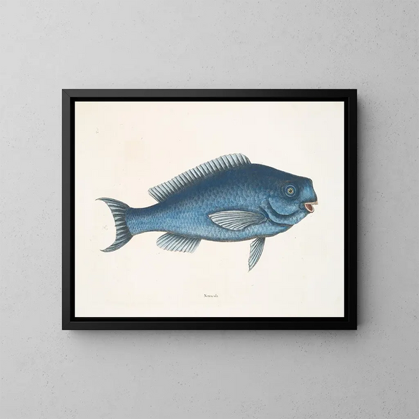 La Poisson bleu - Mark Catesby — ingelijst kunstwerk aan de muur