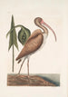 Numenius fuscus Le courlis brun - Mark Catesby — weergave van het kunstwerk