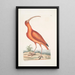 Numenius ruber Le courlis rouge - Mark Catesby — ingelijst kunstwerk aan de muur