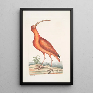 Mark Catesby - Numenius ruber The Red Curlew.webp