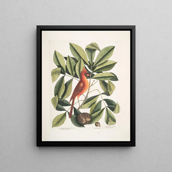 Mark Catesby - Nux juglans Virginiana alba c The Hiccory Tree The Pignut Coccothraustes ruber The red Bird.webp
