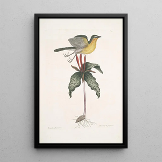 Mark Catesby - Oenanthe Americana The yellow breasted Chat Solanum c.webp