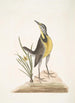 Ornithogalum liteum c La petite étoile jaune Alauda Magna La grande alouette - Mark Catesby — weergave van het kunstwerk