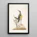 Ornithogalum liteum c La petite étoile jaune Alauda Magna La grande alouette - Mark Catesby — ingelijst kunstwerk aan de muur