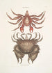 Pagurus Maculatus Le crabe pagure tacheté Cancer chelis crassissimis Le crabe à carapace rugueuse - Mark Catesby — weergave van het kunstwerk