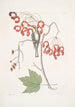 L Parus Americanus Gutture luteo La mésange à gorge jaune Acer Virginianum folio majore L'érable à fleurs rouges - Mark Catesby — weergave van het kunstwerk