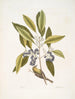 Parus Americanus lutescens De dennenklimmer Ligustrum Lauri folio De paarse laurier - Mark Catesby — weergave van het kunstwerk