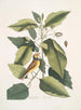 Parus coucou noir De koolmees met kap Tupelo Arbor L'eau Tupelo - Mark Catesby — weergave van het kunstwerk