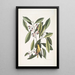 Parus luteus De Gele Mees Laurus Carolinensis De Rode Laurier - Mark Catesby — ingelijst kunstwerk aan de muur