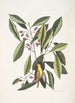 Parus luteus De Gele Mees Laurus Carolinensis De Rode Laurier - Mark Catesby — weergave van het kunstwerk