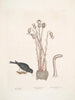 Passer le chapitre Nivaluis The Snowbird Orobanche Virginiana c Broomrape Fungus dans Toadstool - Mark Catesby — weergave van het kunstwerk
