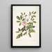 Passerculus bicolor Bahamiensis Le Moineau des Bahamas Bignonia Arbor Pentaphylla Prunier Chat - Mark Catesby — ingelijst kunstwerk aan de muur