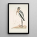 Pelicanus Sylvaticus Le Pélican des Bois - Mark Catesby — ingelijst kunstwerk aan de muur