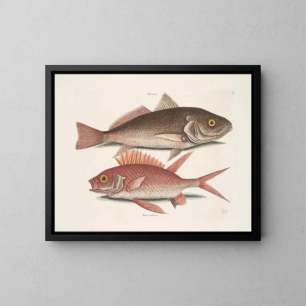 Perca et le Crocodile Perca rubra et l'Écureuil - Mark Catesby — ingelijst kunstwerk aan de muur