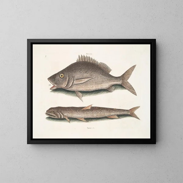 Perca, de vis van Margate, Saurus, de zeearend - Mark Catesby — ingelijst kunstwerk aan de muur