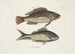 Perca c Le poisson nègre Perca cauda nigra La queue noire - Mark Catesby — weergave van het kunstwerk