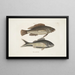 Perca c Le poisson nègre Perca cauda nigra La queue noire - Mark Catesby — ingelijst kunstwerk aan de muur