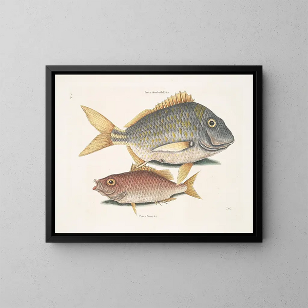De vis varken Perca rhomboidalis en de schoolmeester Perca pinnis - Mark Catesby — ingelijst kunstwerk aan de muur