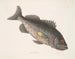 Giftige Zeebaars c Le RockFish - Mark Catesby — weergave van het kunstwerk