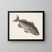 Giftige Zeebaars c Le RockFish - Mark Catesby — ingelijst kunstwerk aan de muur