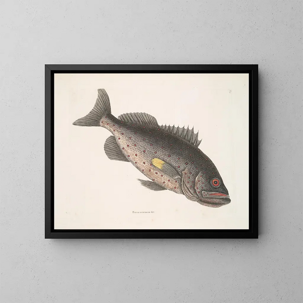 Giftige Zeebaars c Le RockFish - Mark Catesby — ingelijst kunstwerk aan de muur