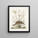 Perdrix sauvage de Virginie La perdrix d'Amérique Lilio narcissus Virginiensis Le lys Attamusco - Mark Catesby — ingelijst kunstwerk aan de muur