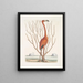 Phoenicopterus Bahamensis De Roze Flamingo Keratophiton c - Mark Catesby — ingelijst kunstwerk aan de muur