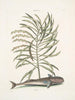 Phylantus c. Remora De zuigervis - Mark Catesby — weergave van het kunstwerk