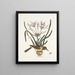 Pica luteonigra varia Le Pye jaune et noir Lilio-Narcissus Polianthus Vespa Ichneumon coerulea - Mark Catesby — ingelijst kunstwerk aan de muur