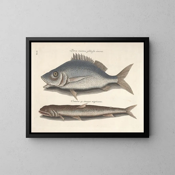 van een schilderij met afbeeldingen van vissen, slangen, insecten en andere dieren, evenals bepaalde planten - Mark Catesby — ingelijst kunstwerk aan de muur