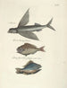 van Poissons, serpents, insectes et quelques autres animaux, ainsi que quelques photos de plantes Pl008 - Mark Catesby — weergave van het kunstwerk