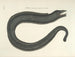 Afbeeldingen van vissen, slangen, insecten en andere dieren, evenals bepaalde planten - Mark Catesby — weergave van het kunstwerk