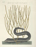 van Poissons, serpents, insectes et quelques autres animaux, ainsi que quelques photos de plantes Pl021 - Mark Catesby — weergave van het kunstwerk