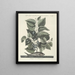 van Poissons, serpents, insectes et quelques autres animaux, ainsi que quelques photos de plantes Pl024 - Mark Catesby — ingelijst kunstwerk aan de muur